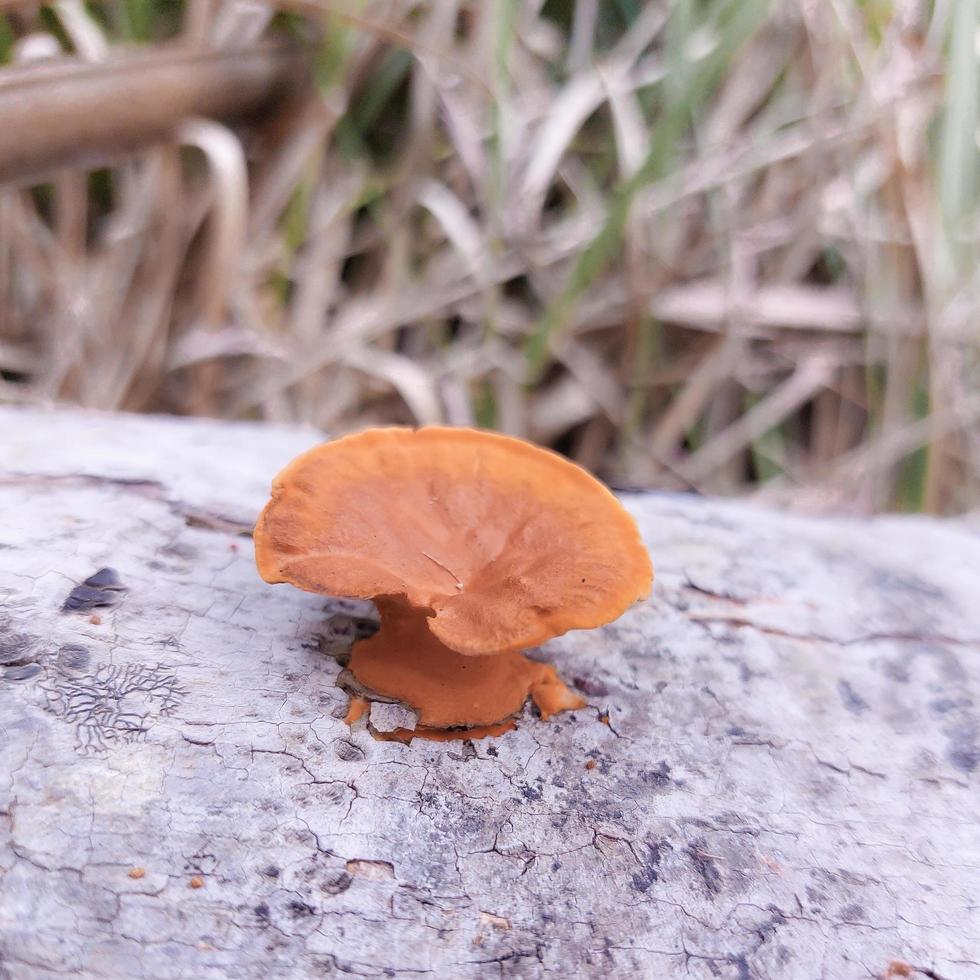 Few orange color mushrooms on dead coconut tree photo