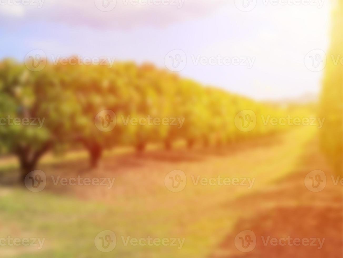 Mango tree and Mango fruit at farm with sunset or sunrise, Blur background. photo