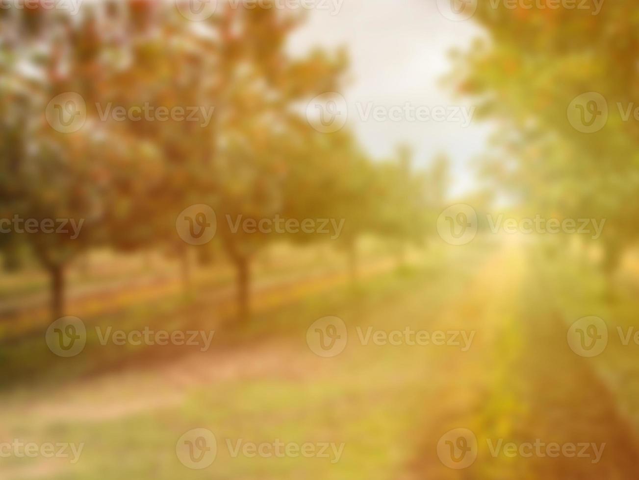 ripe cherries on fruit trees sunset light intentionally blur the background photo