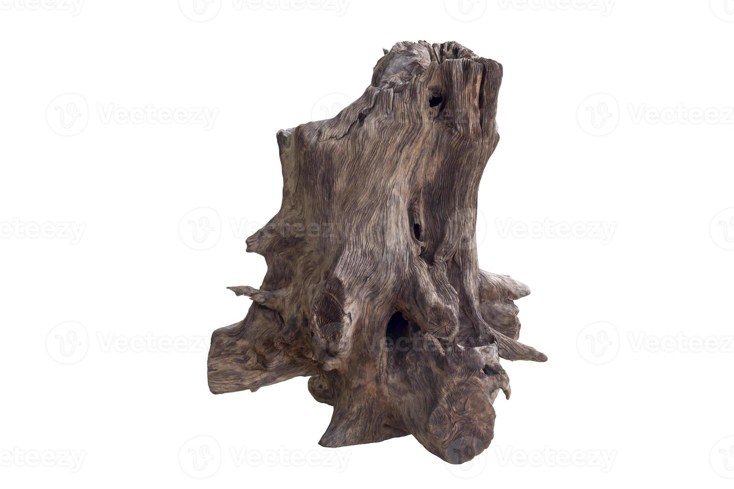 Dead tree stump isolated on white background  included clipping path. photo