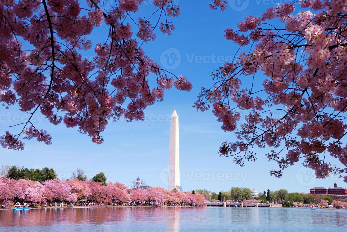 Washington DC cherry blossom photo