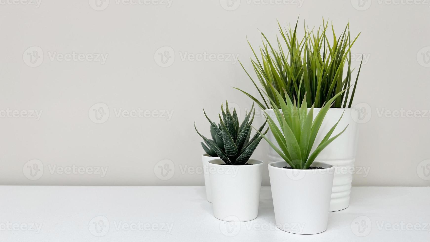 flowers in white pots. horizontal shot, place for text. green plants in the interior photo