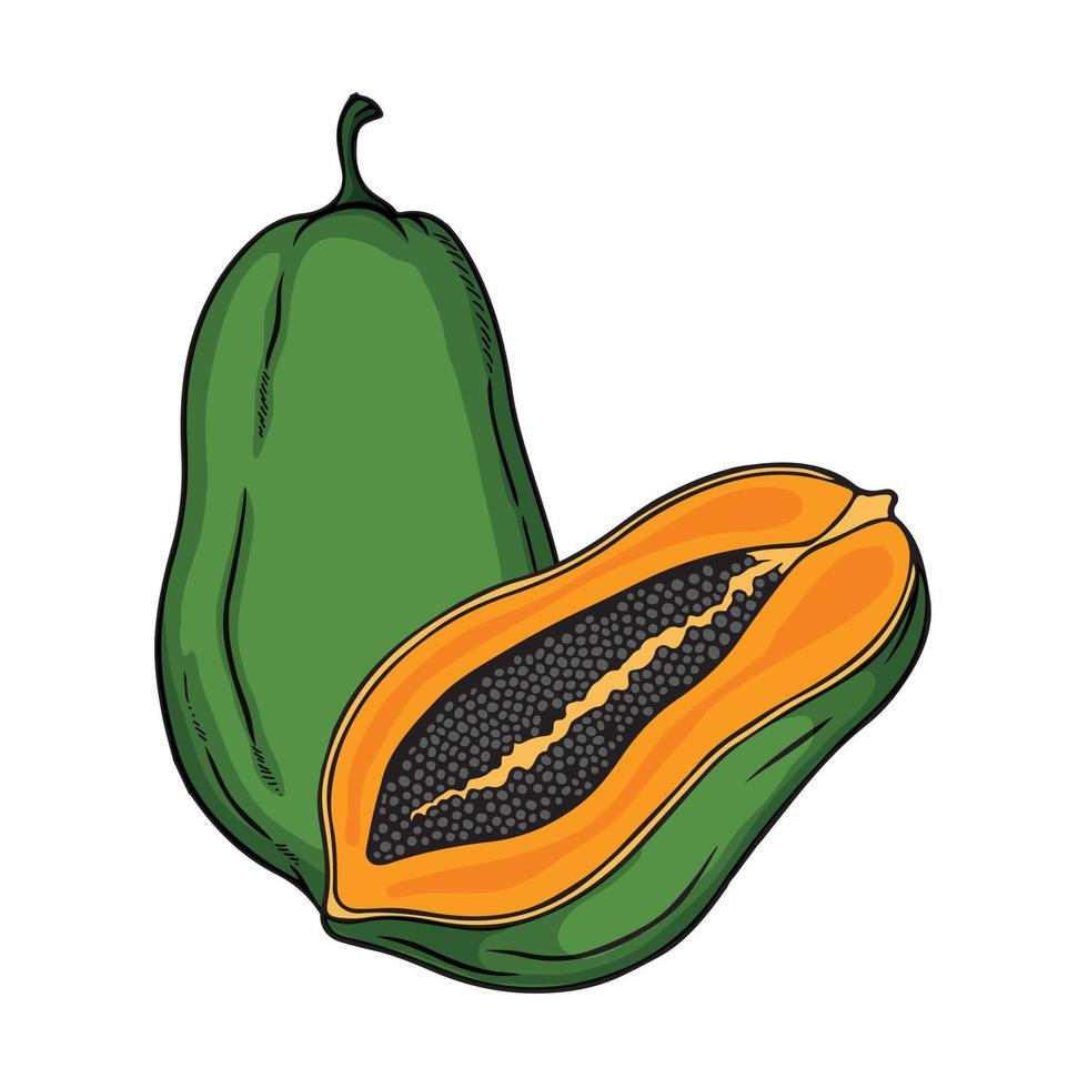 Papaya hand drawn of illustration vector