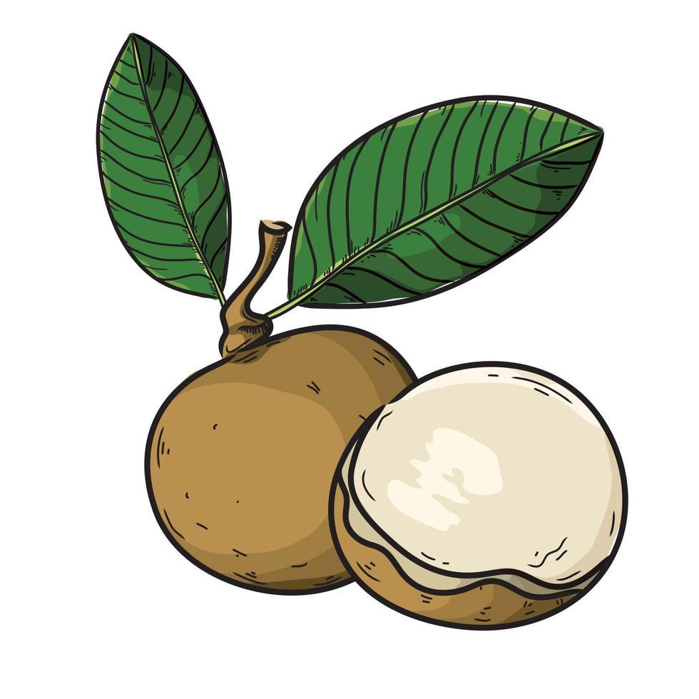 longan dibujado a mano de vector de ilustración