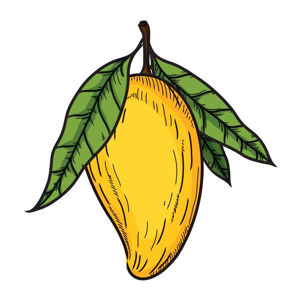 Mango hand drawn of illustration vector