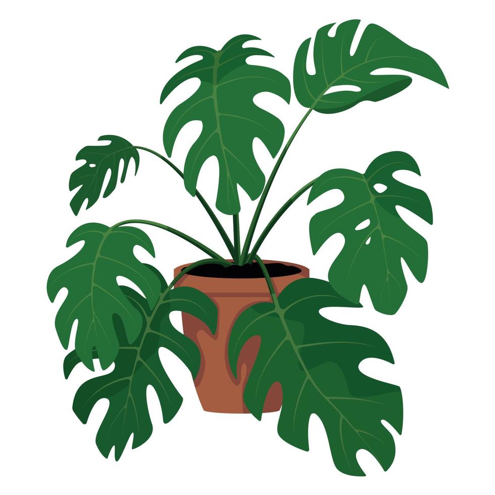 Vector illustration of monstera flower growing in the pot