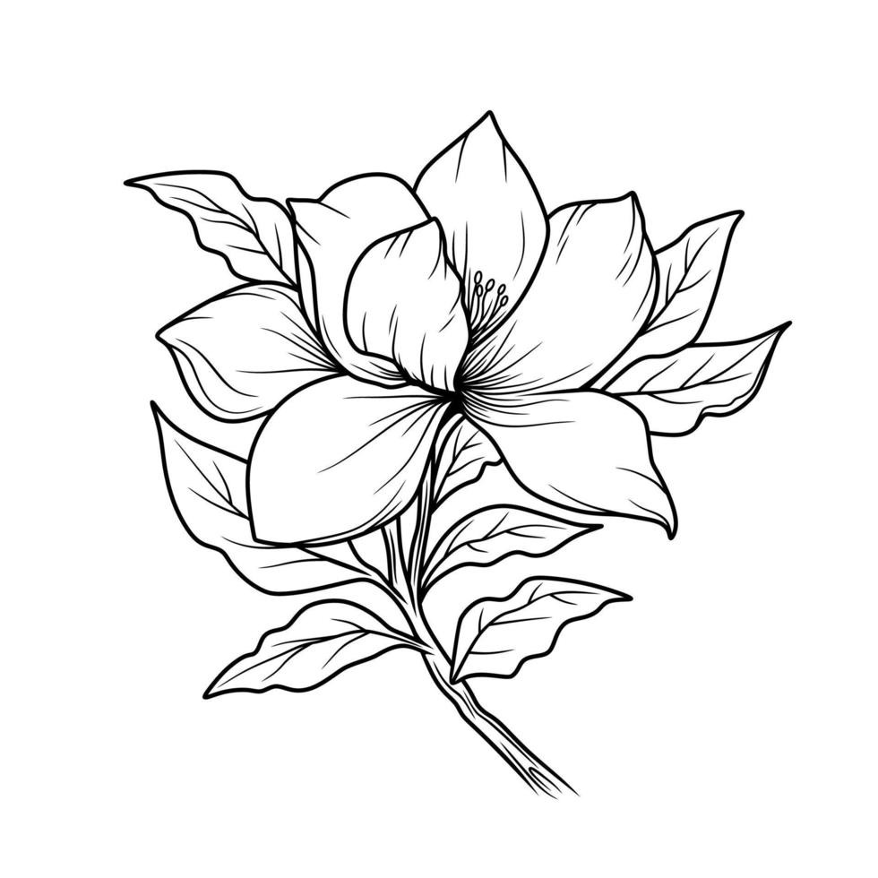 Magnolia Flower Outline vector on white background