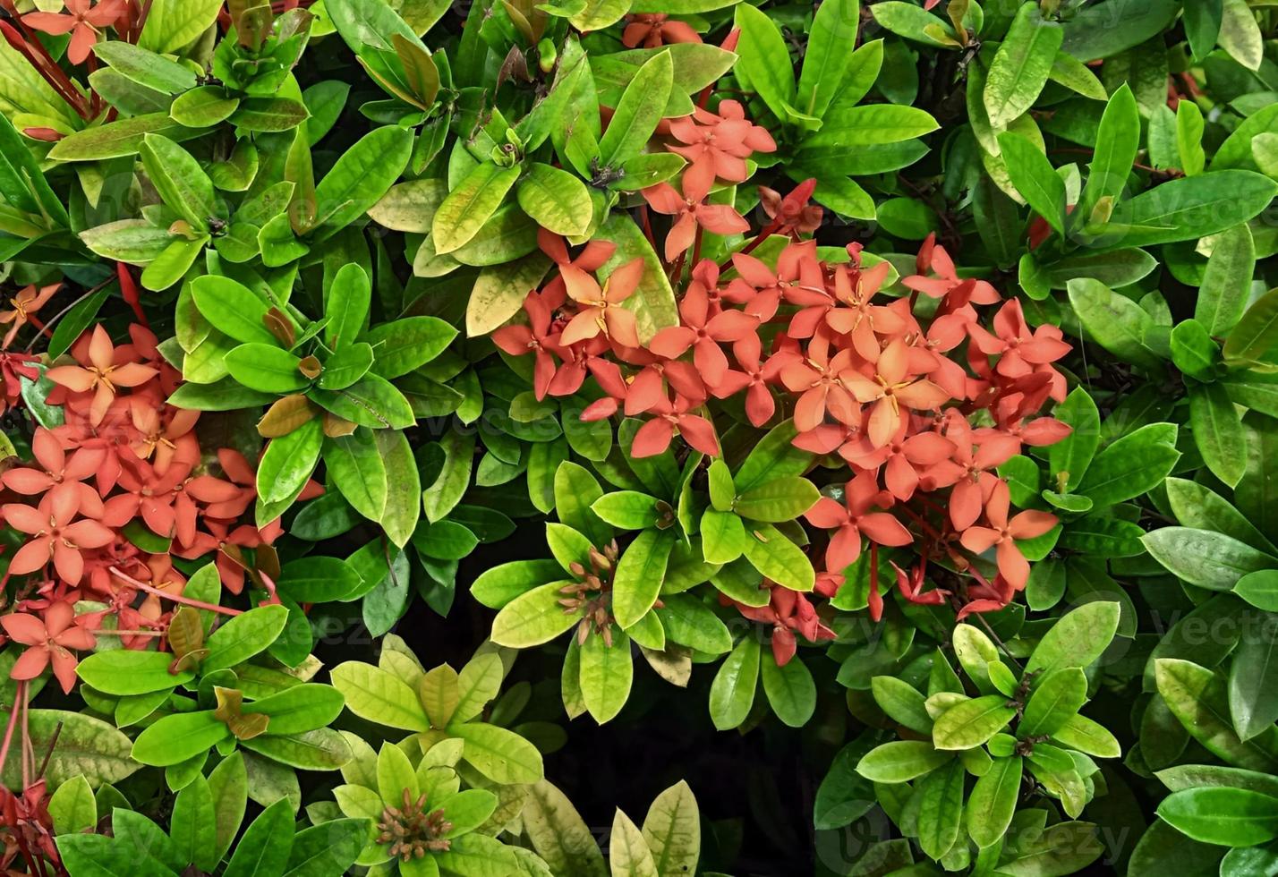 hermosas hojas verdes naturales y flor roja de santan flor. planta ixora  coccinea. diseño de fondo