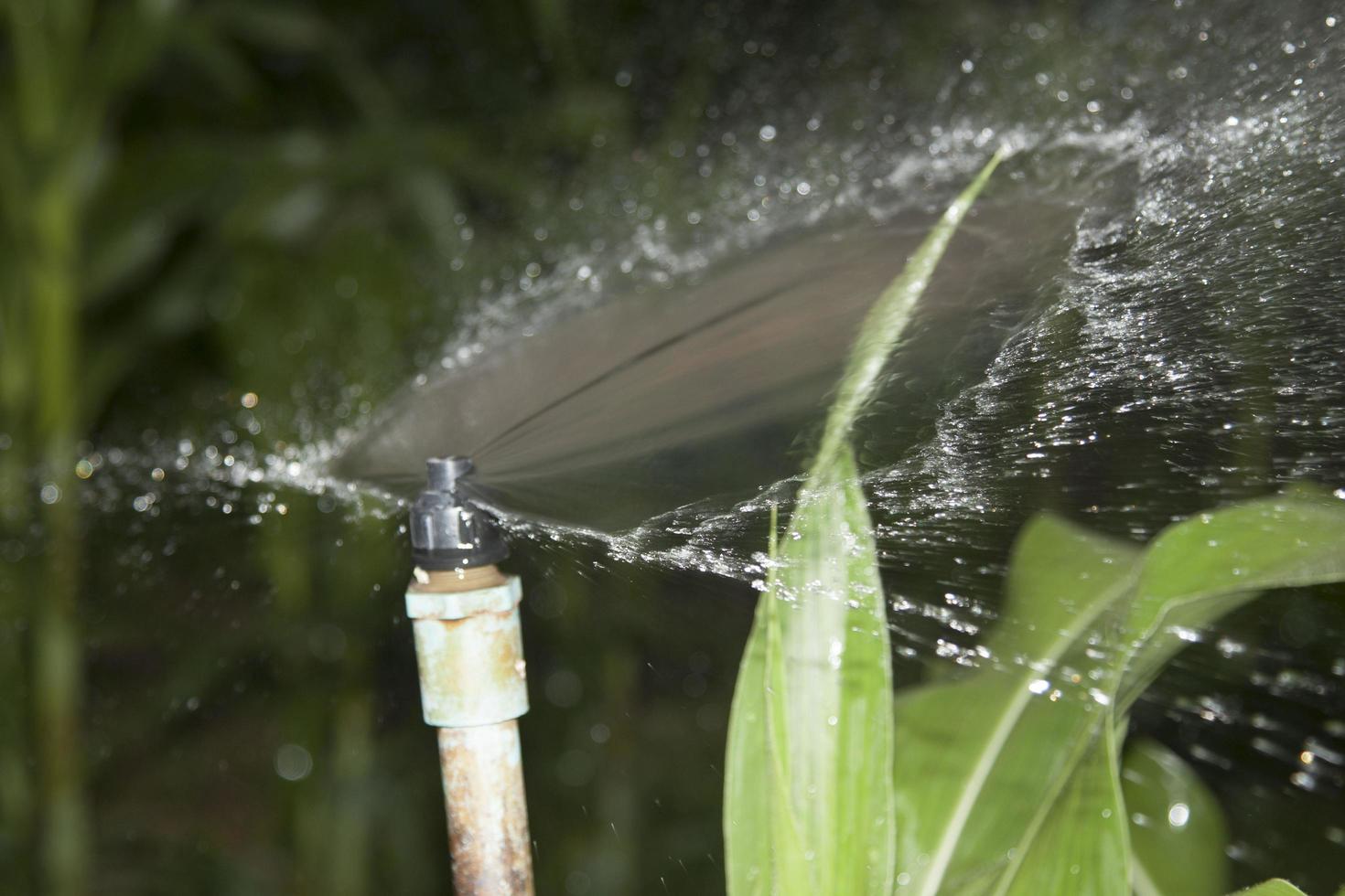 Watering the growing corn with Springer to save energy in the near-dark evenings of rural farmers in Thailand. photo