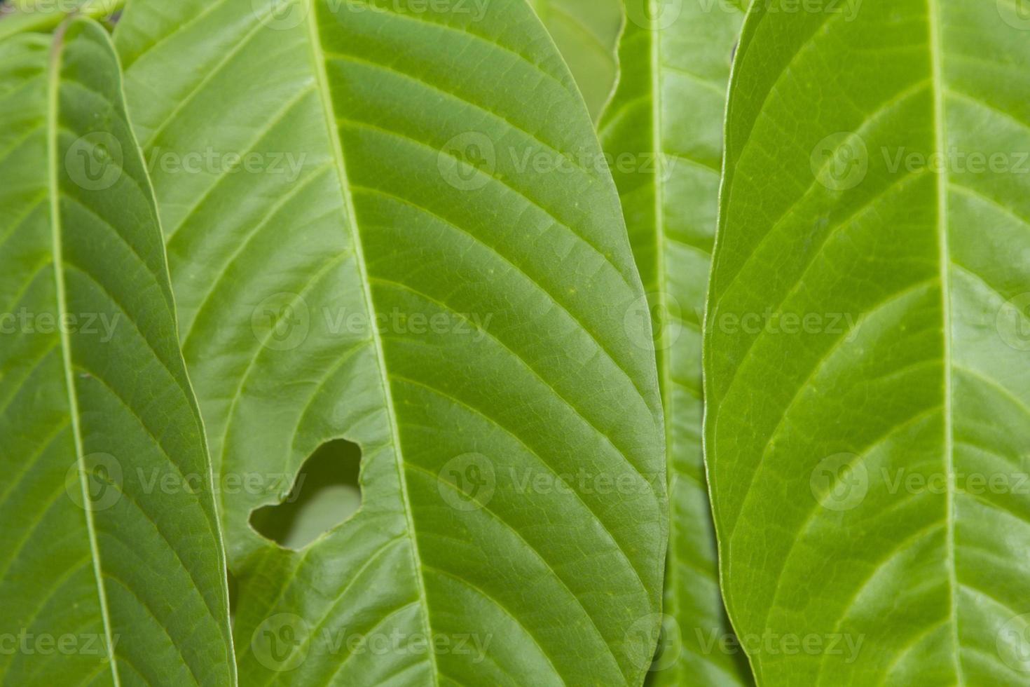 Green leaves with natural patterns, straight lines and curves, naturally beautiful and  perforated  gnawed leaves are a clear pattern photo