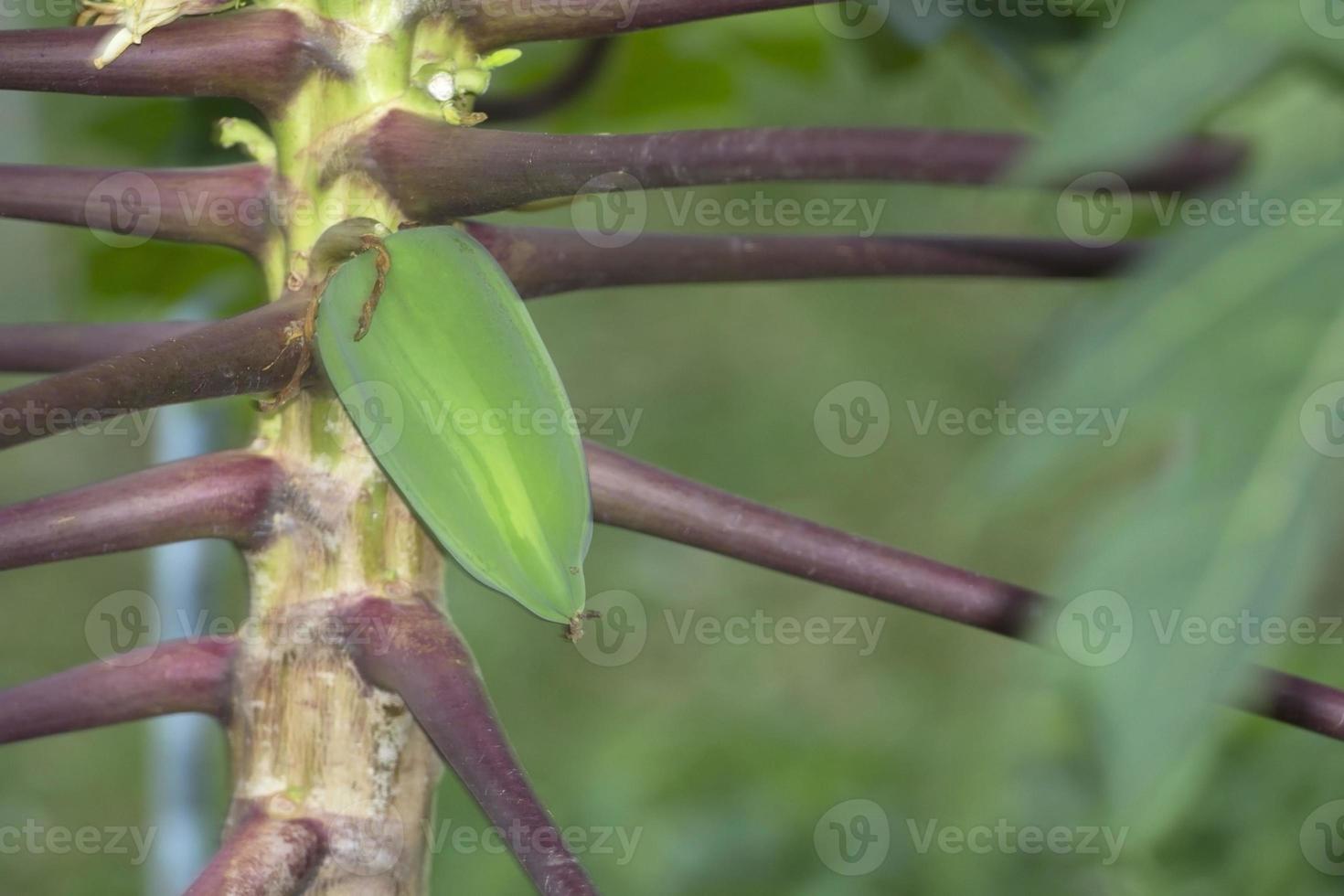 Papaya trees and petioles are naturally purple on days when the sky is overcast from rain. No sun, overcast, shady, allowing to see the leaves and the natural beautiful patterns. photo