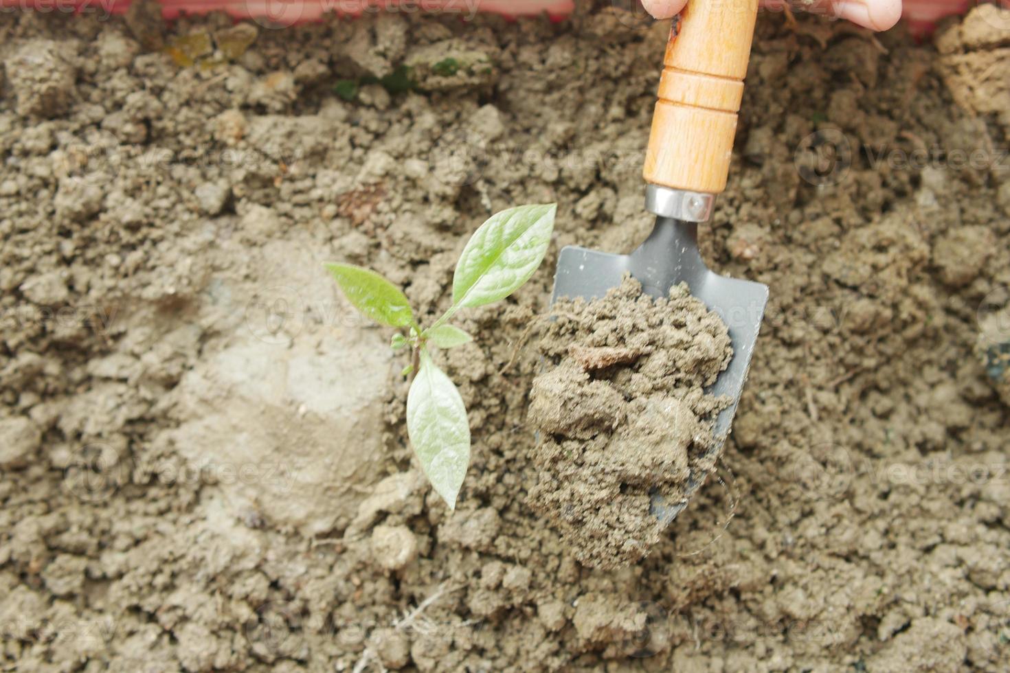 gardening tools and plant on a table with copy space photo