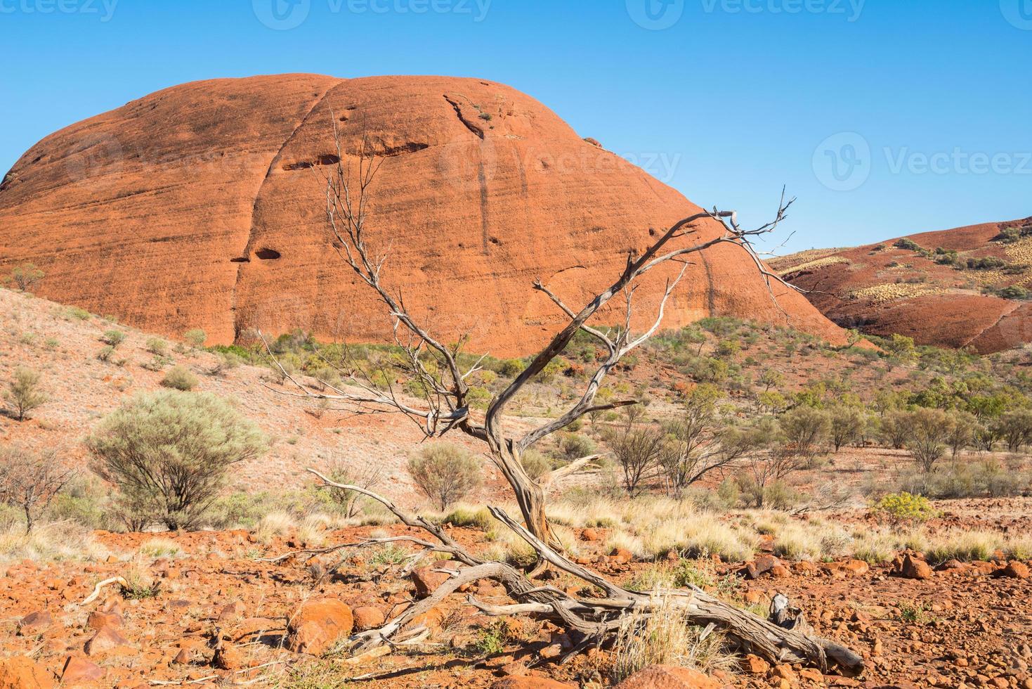 The dead tree in dry landscape of Australian outback in Northern Territory state of Australia. photo