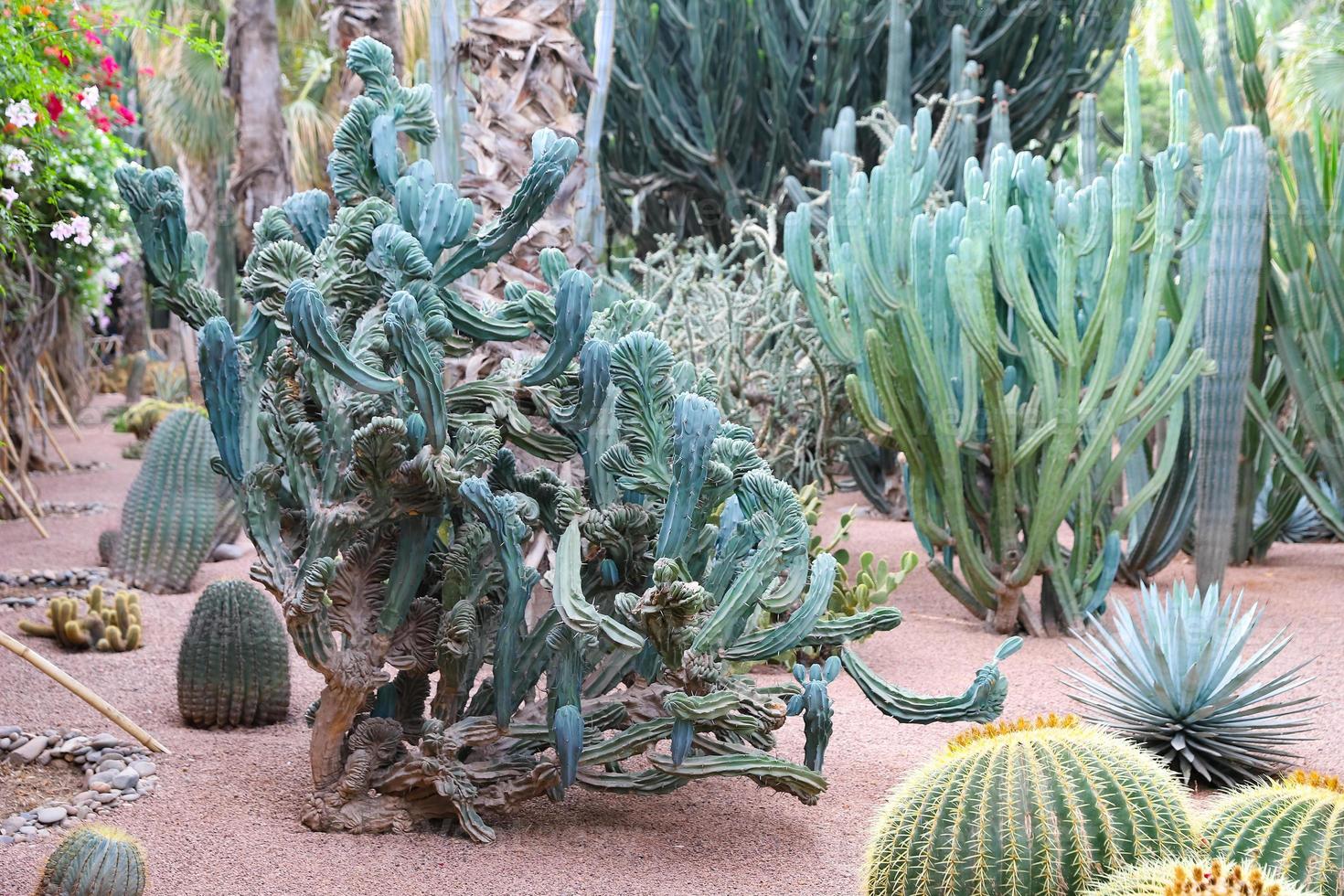 Cactuses in Majorelle Garden in Marrakech, Morocco photo