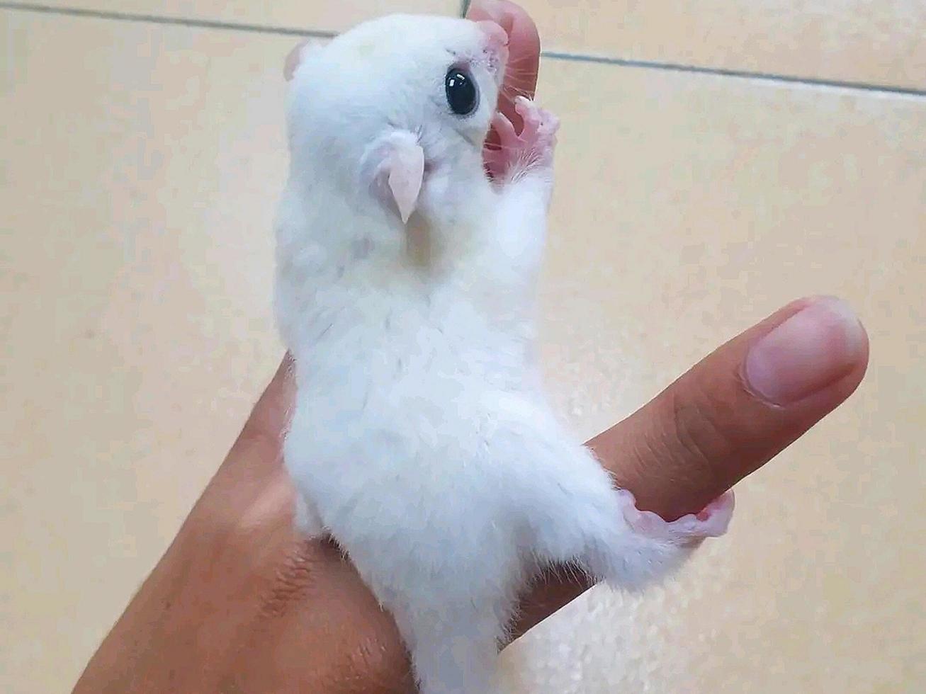 cute sugar glider photo
