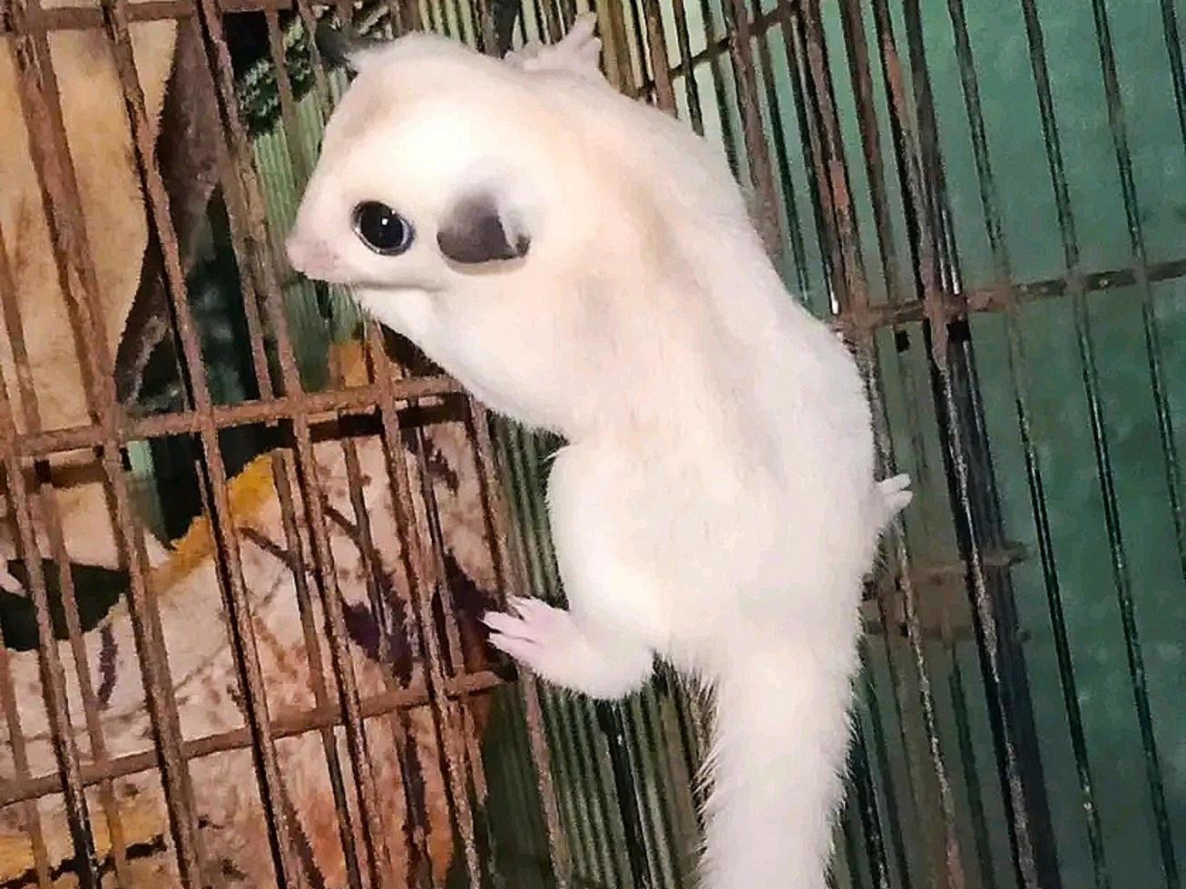 white sugar glider climbing photo