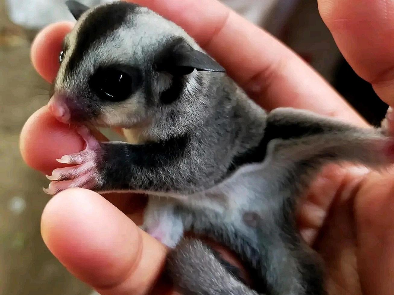 cute and beautiful sugar glider photo