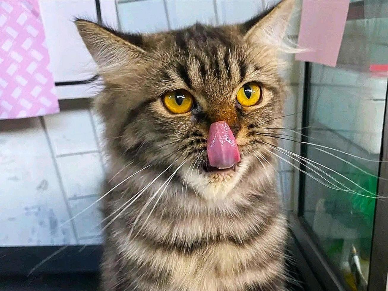 cat licking nose photo