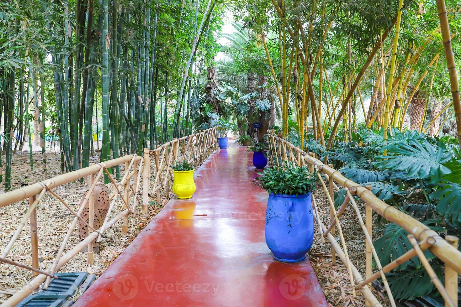 Majorelle Garden in Marrakech, Morocco photo