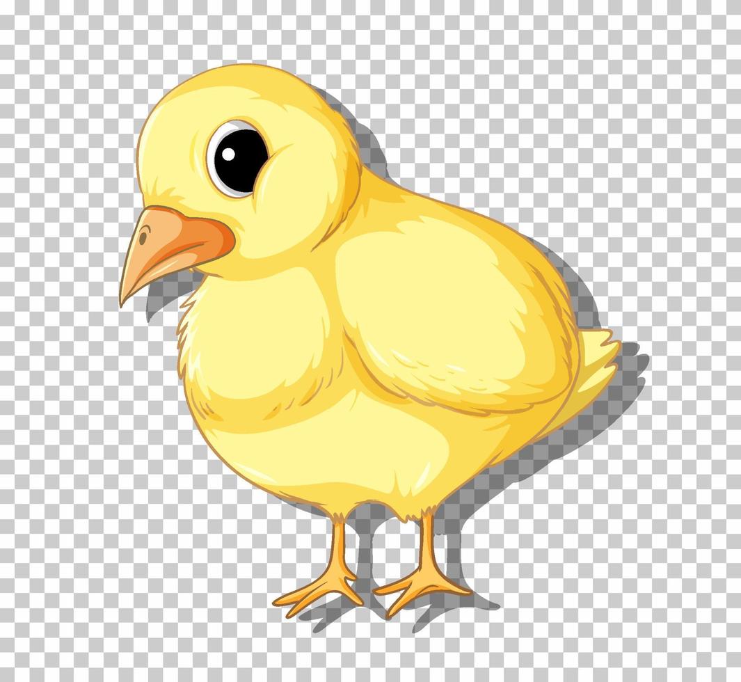 lindo pollito en estilo de dibujos animados vector