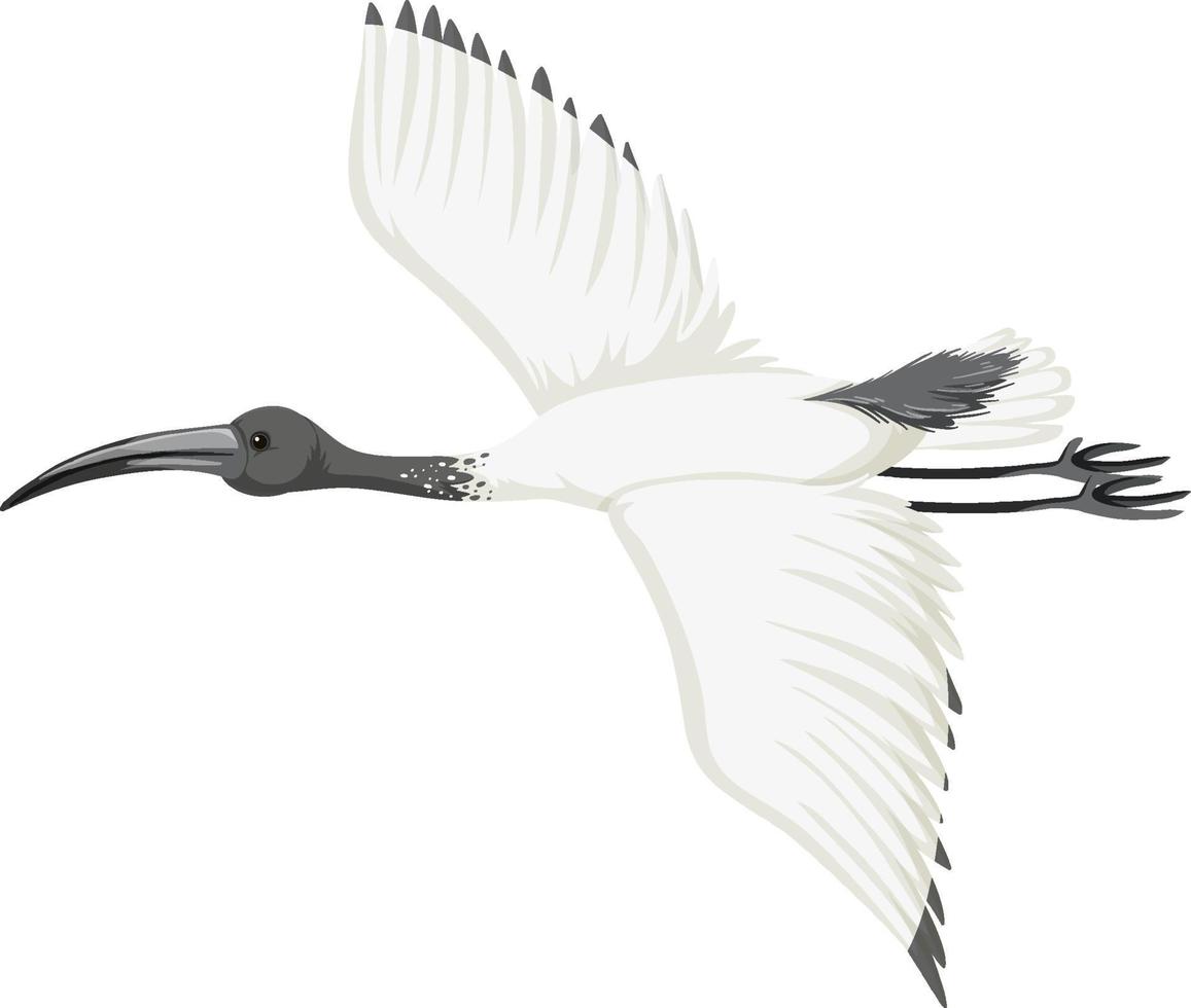 Australian white ibis isolated vector