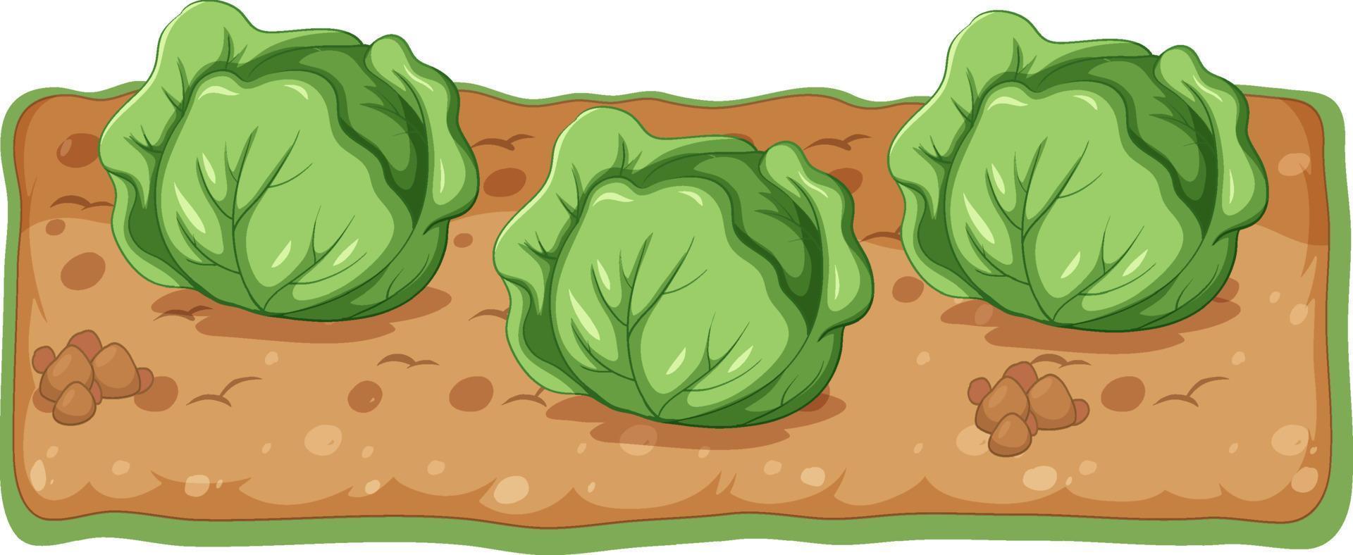 Cabbage plant growing with soil cartoon vector