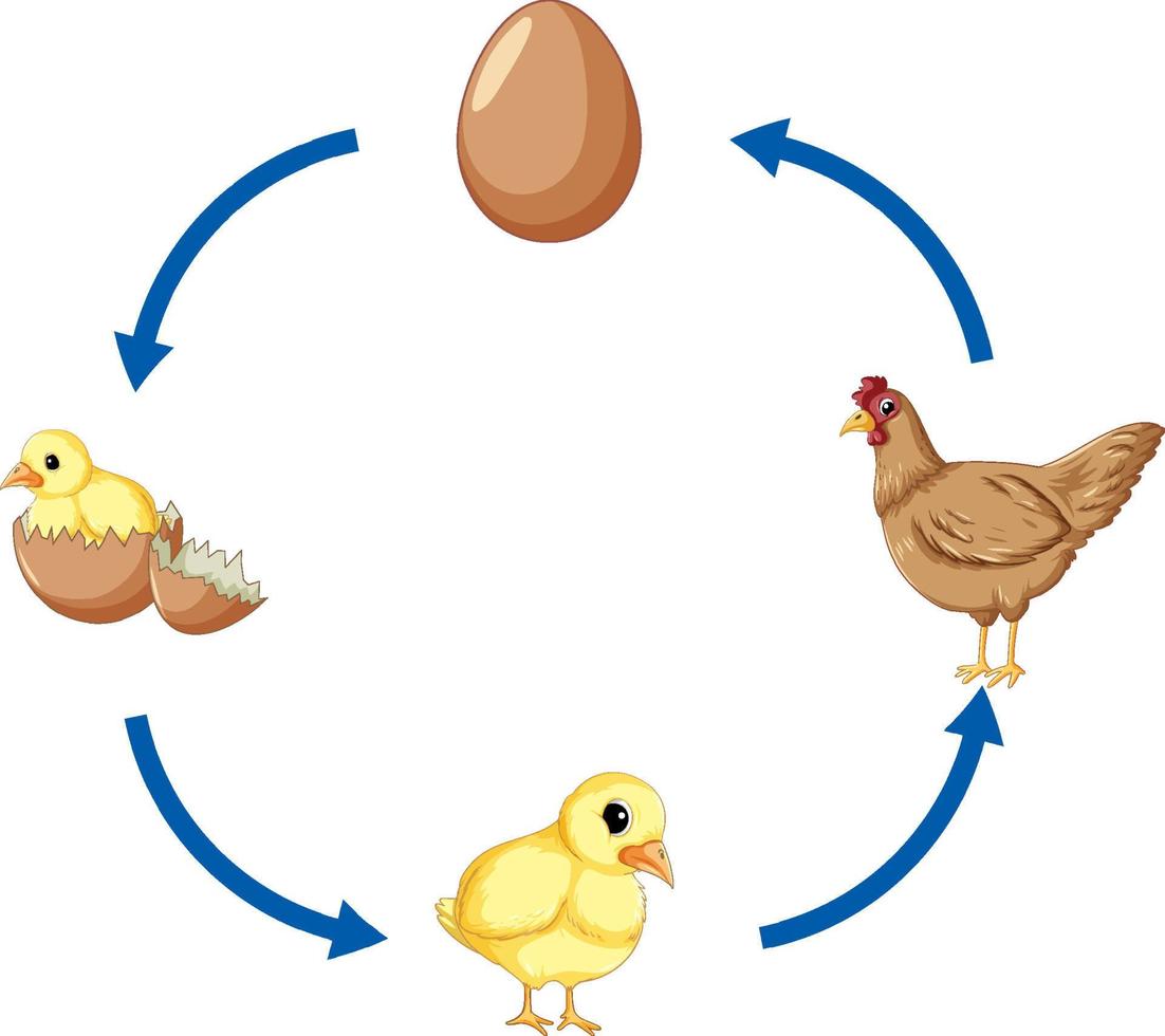 diagrama del ciclo de vida del pollo vector