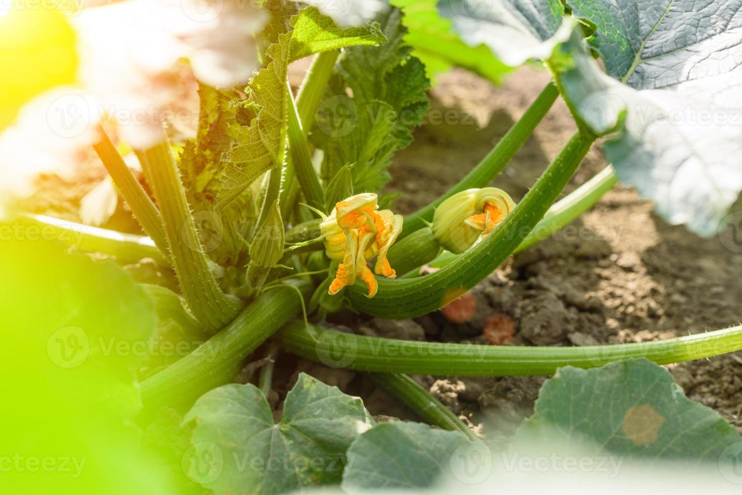Close up of zucchini fruit, plants and flower grown in an ecological field photo
