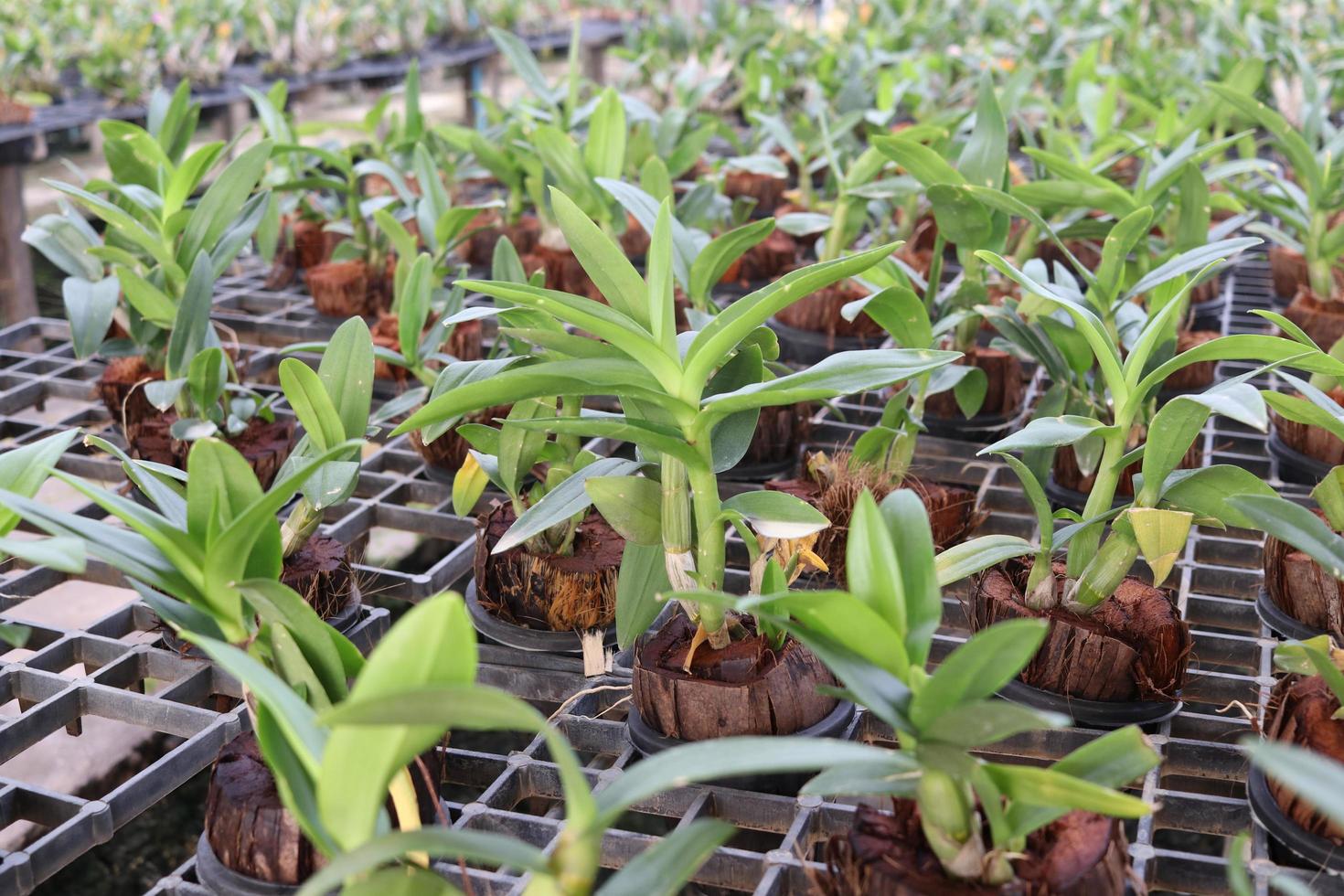 hileras de orquídeas con fibra de coco en una maceta están en una rejilla de plástico negro en un vivero, orquídeas de cultivo de tejidos, tailandia. foto