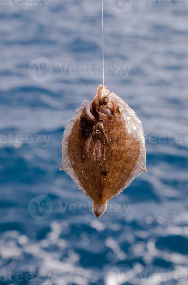 Whole Single Fresh Sole Fish photo