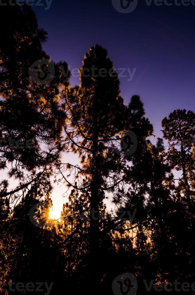 Morning Scene in the Forest photo