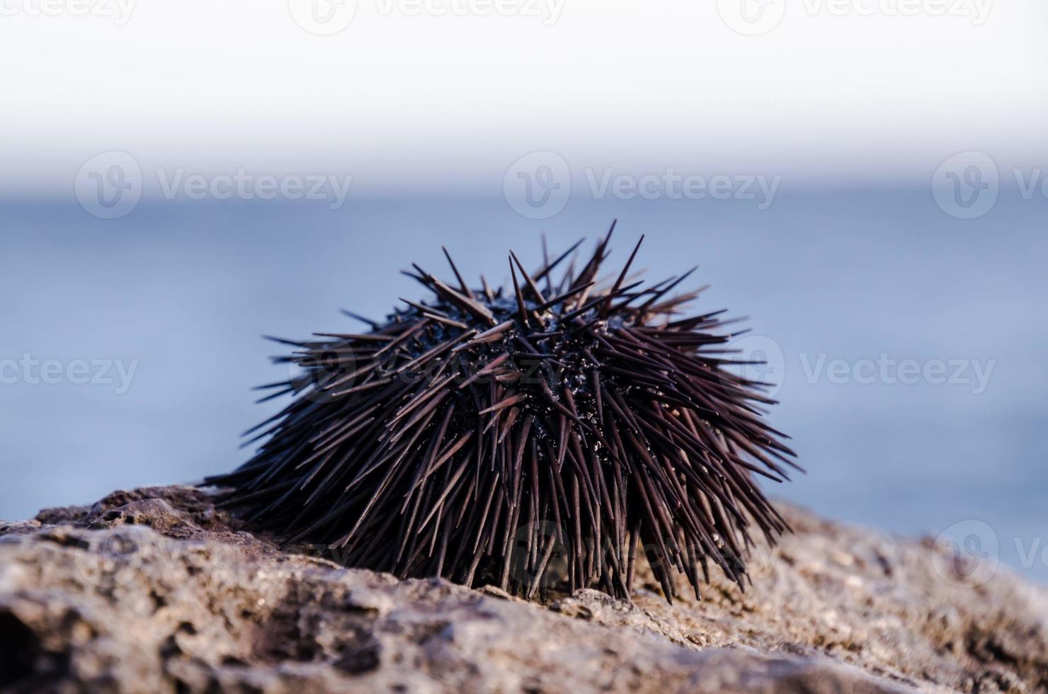 Sea Urchin on rock photo