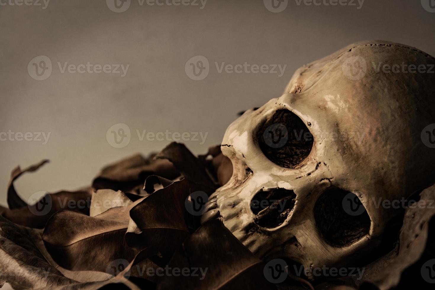 Skull with Dry leaf , still life photo