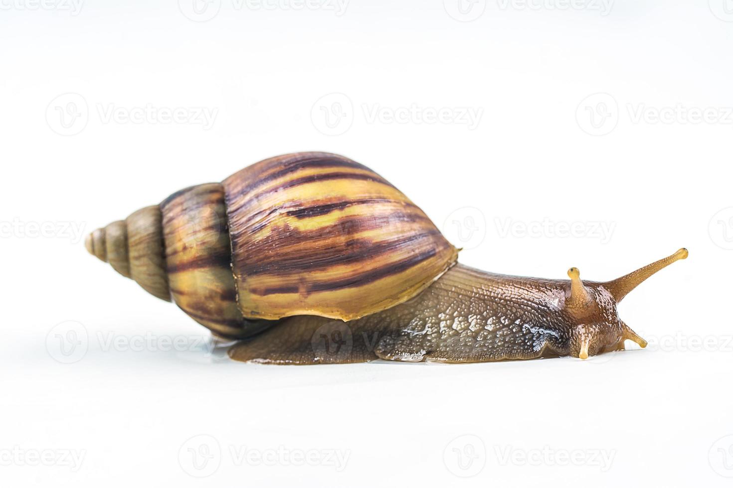 snails on white background photo