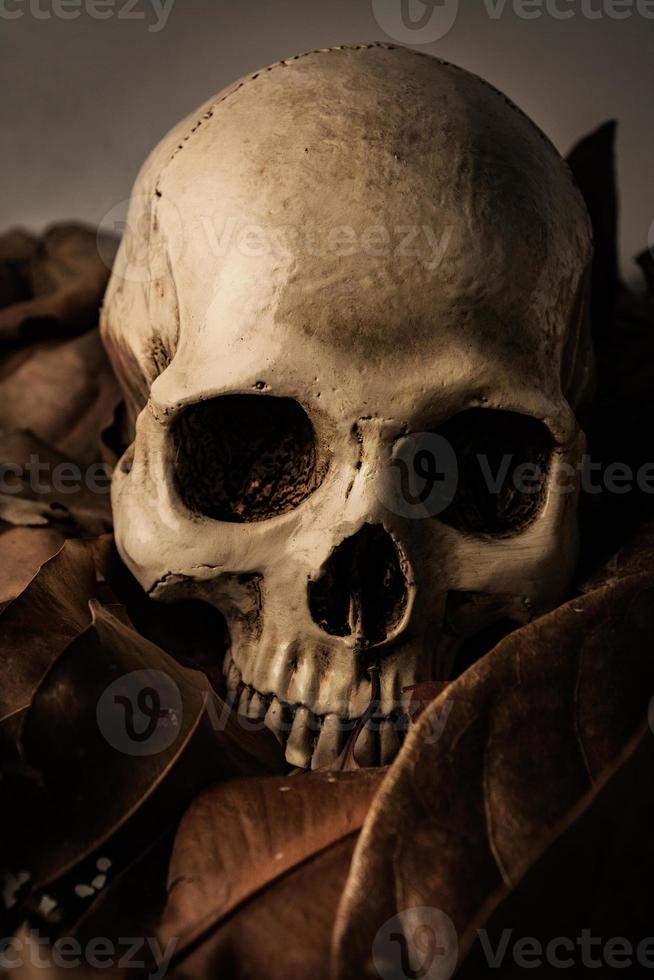 Skull with Dry leaf , still life photo