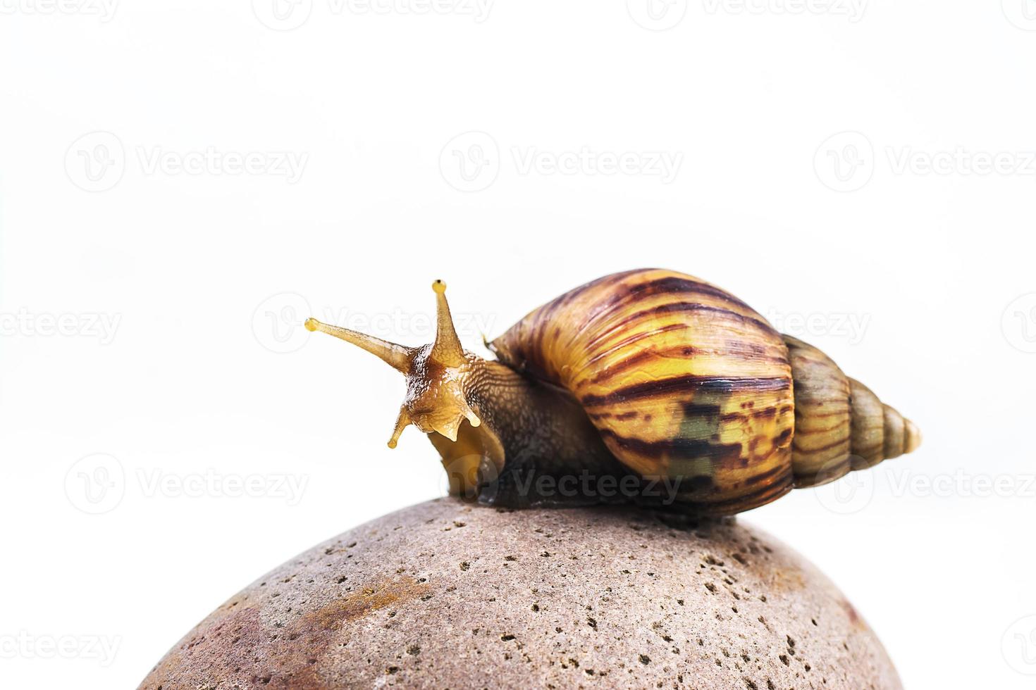 snails on white background photo