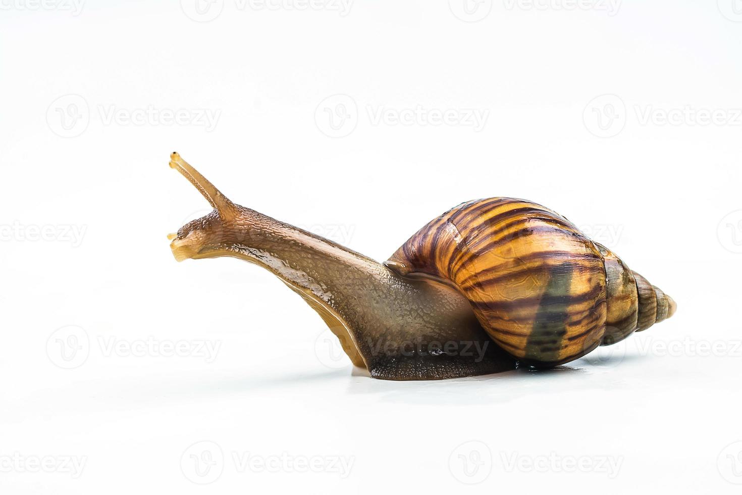 snails on white background photo