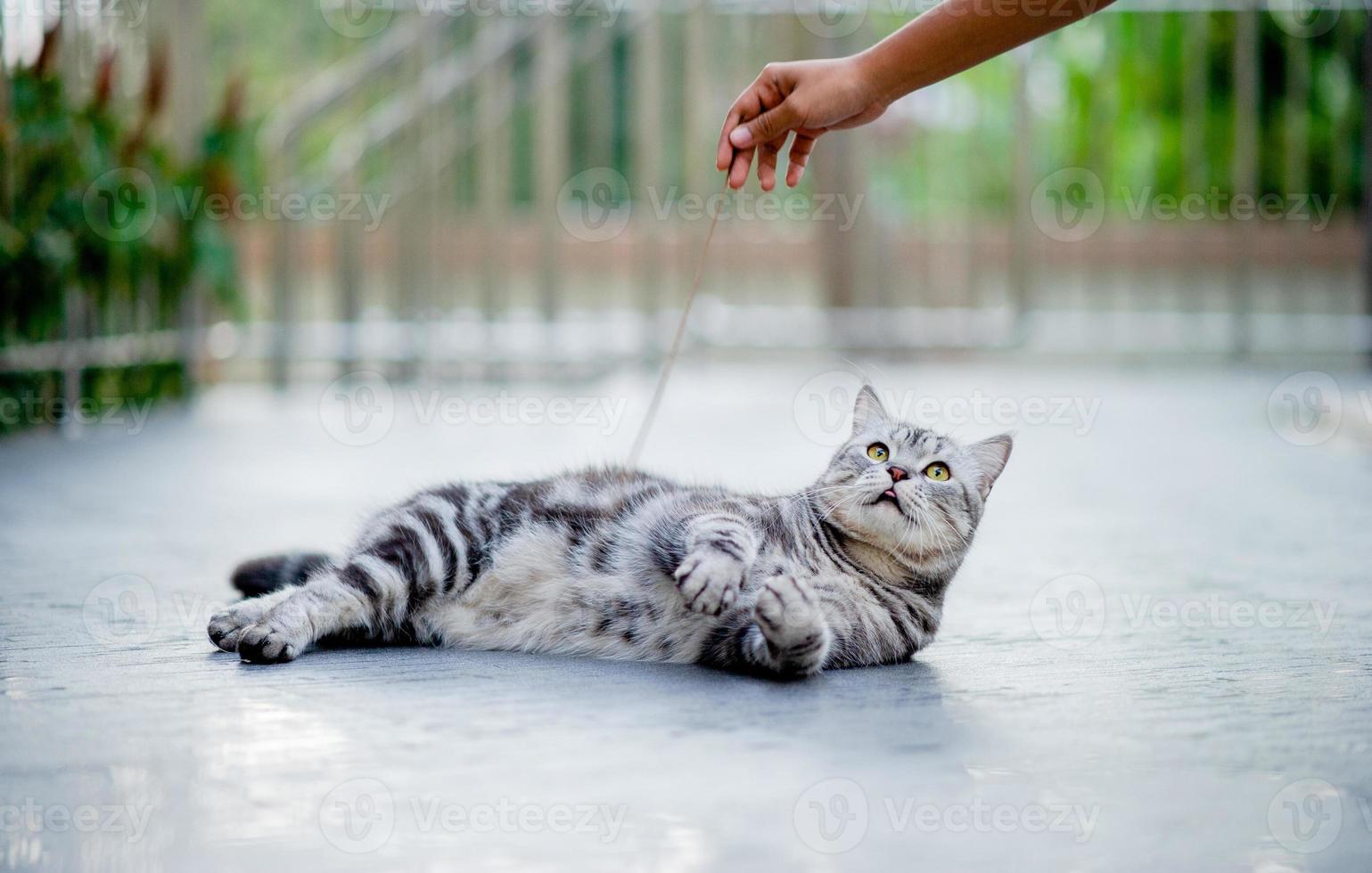 Cute gray cat happily playing with the owner at home, showing love for pets. photo