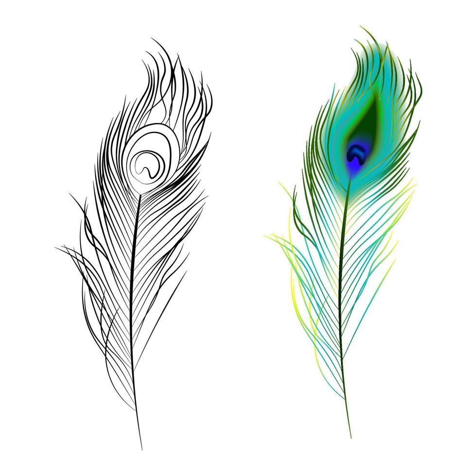 bright multi colored and black and white peacock feather. Design element. Isolated vector on white background