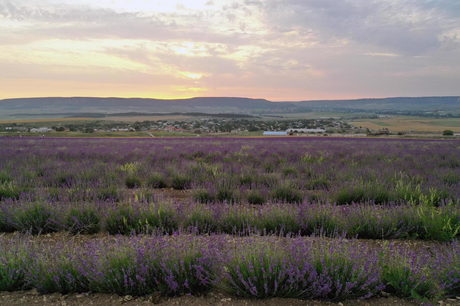 Aerial view with lavender field view photo