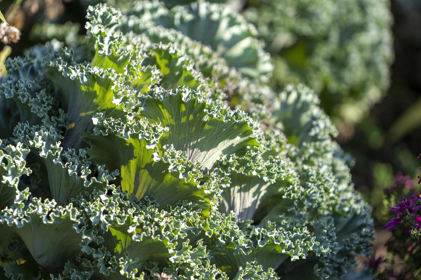 Natural green background with close-up of decorative cabbage photo