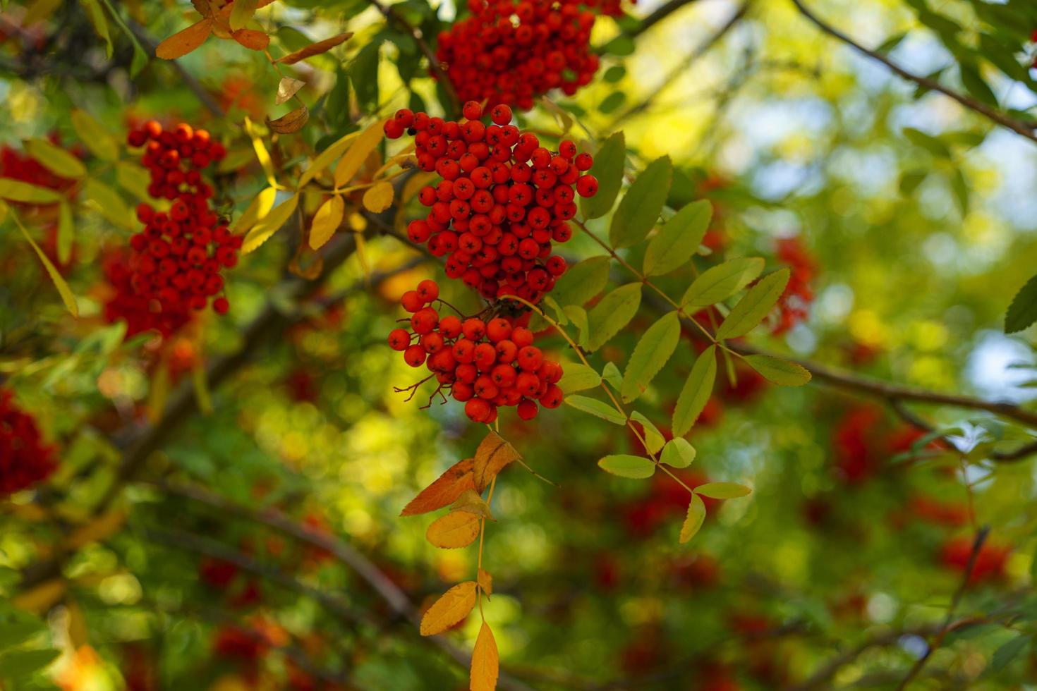 Natural background with branches of red rowan photo