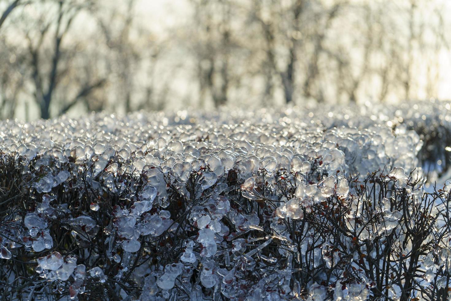Natural background with shrub branches in the ice crust photo