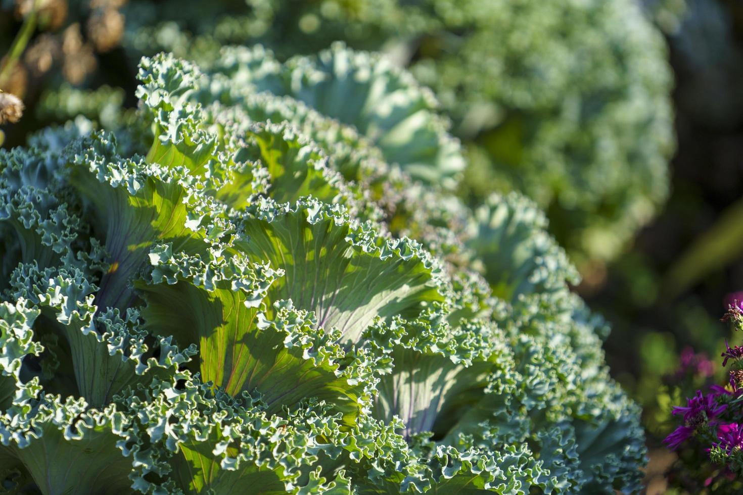 Natural green background with close-up of decorative cabbage photo