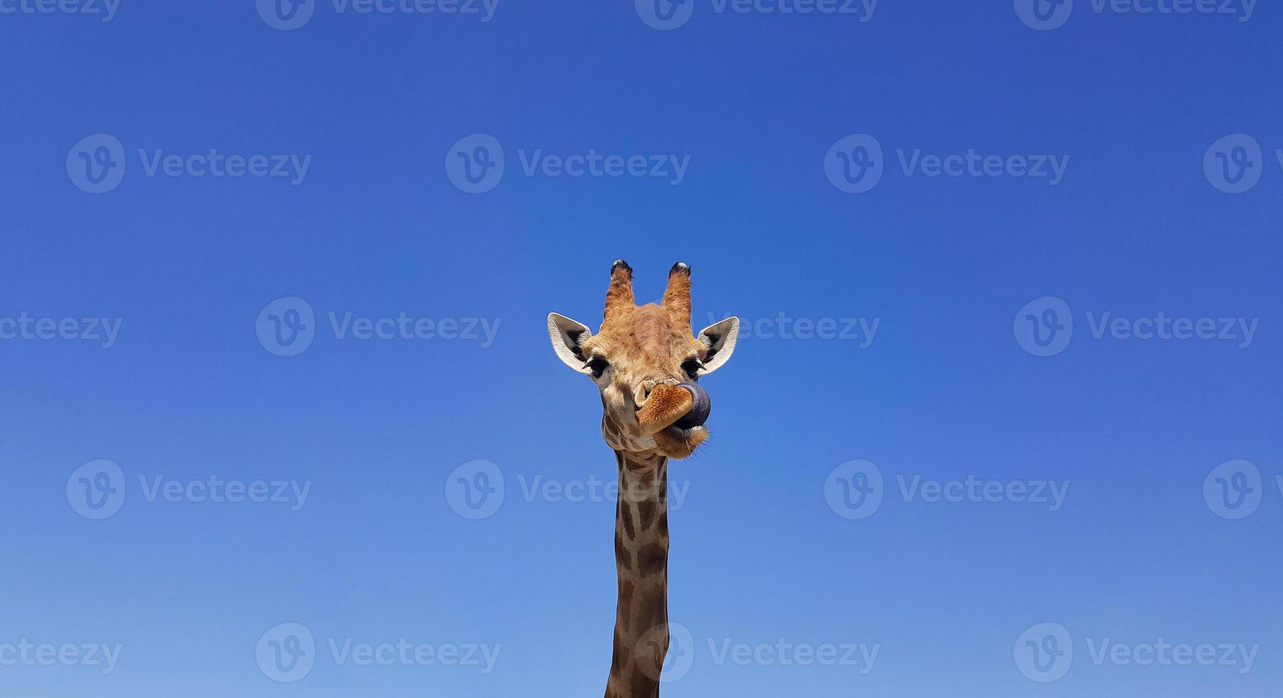 Giraffe with tongue hanging out, with blue sky as background color. Giraffe, head and face against a blue sky without clouds with copy space. Giraffa camelopardalis. Funny giraffe portrait. photo