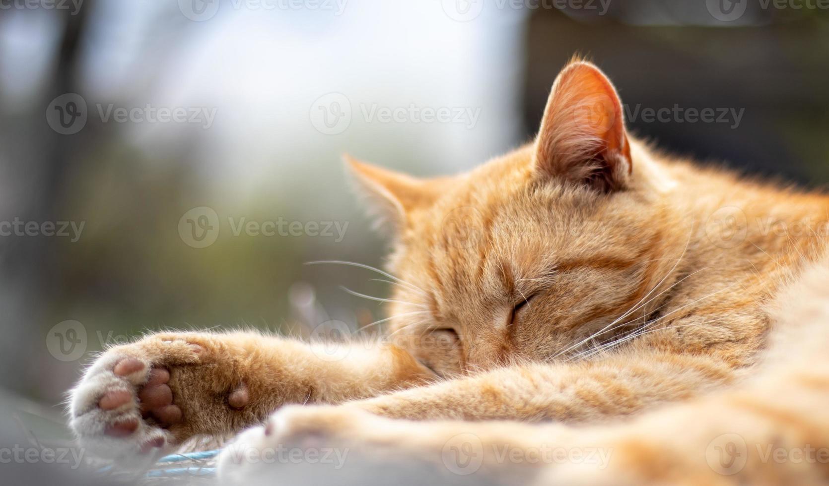 Close-up of a red domestic cat resting peacefully in the hay on a warm summer day. A funny orange striped cat basks in the sun. A cute pet is basking under the spring sun on dry grass. copy space. photo