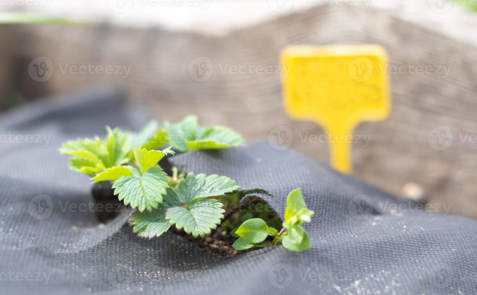 fresas en el jardín de primavera con una etiqueta de jardín amarilla para etiquetar. fresas orgánicas con hojas verdes que crecen en el campo. arbusto de fresa en la plantación. foto