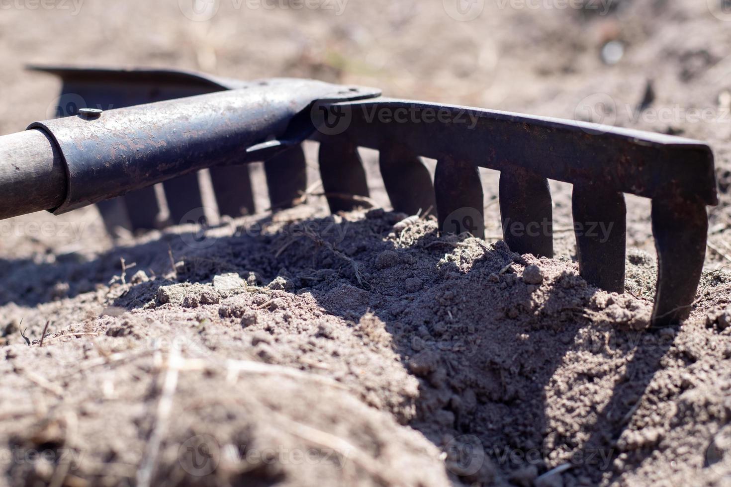 Photo of a garden rake on a bed. Old metal rake in the garden. Spring cleaning. Formation of the soil for planting with a rake in the spring, work with a garden tool. Soil preparation for sowing.
