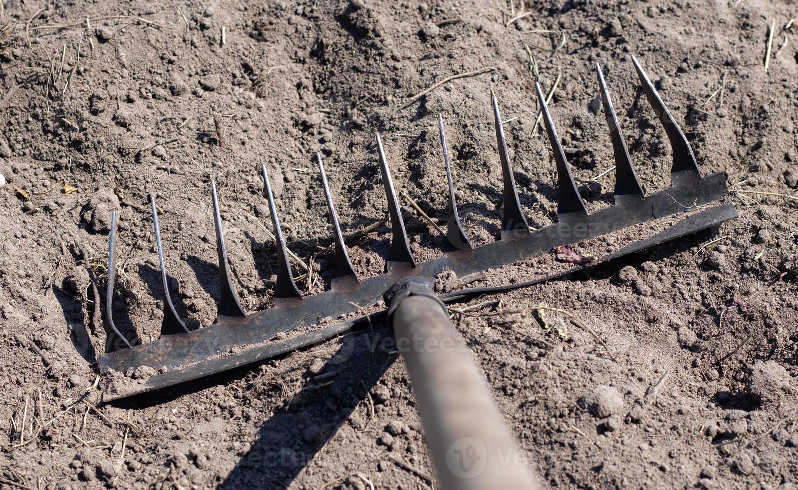 Close up photo of a garden rake on a bed. Old black metal rake on dry soil, in the garden. Spring cleaning. Selective focus. Yard area cleaning.