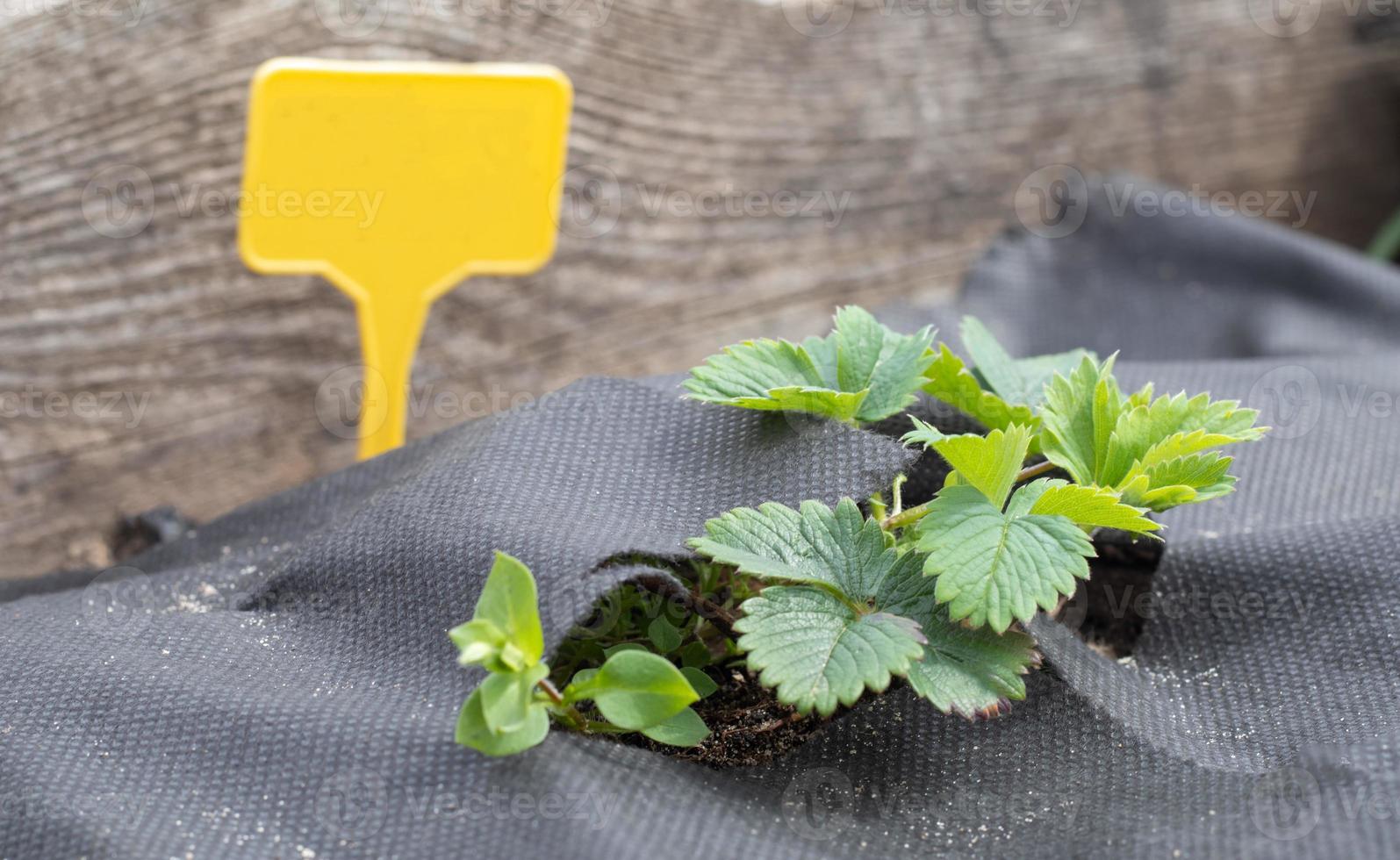 fresas en el jardín de primavera con una etiqueta de jardín amarilla para etiquetar. fresas orgánicas con hojas verdes que crecen en el campo. arbusto de fresa en la plantación. foto